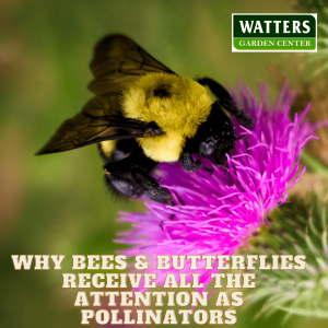 🐝Why Bees and Butterflies Receive all the Attention as Pollinators 🐝