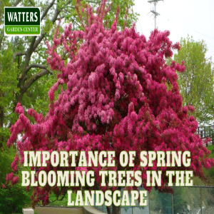 The Importance of Spring Blooming Trees in the Landscape