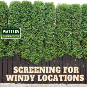 Top 10 Screening Plants for Windy Locations