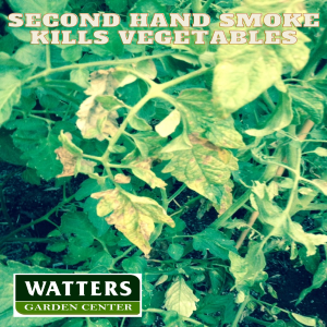 Second Hand Smoke Kills the Vegetable Garden and How to Prevent the Disease