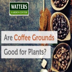 Are Coffee Grounds Good for Plants
