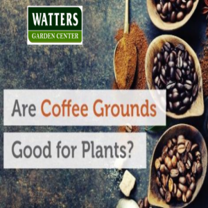 ☕Java Jolt: Are Coffee Grounds Good for Plants