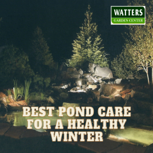 Best Pond Care for a Healthy Winter