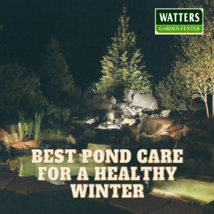 ❄️Best Pond Care for a Healthy Winter❄️