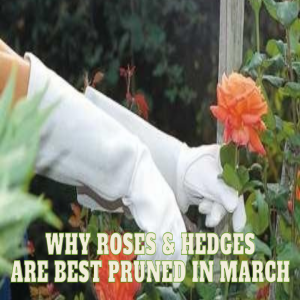 🌹Why Roses and Hedges are Best Pruned in March