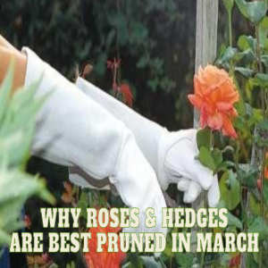 🌹Why Roses and Hedges are Best Pruned in March 🌹