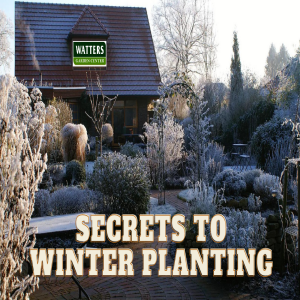 🧤Secrets to Landscape Planting in Winter