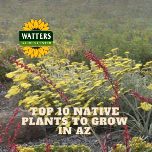 🌿Top 10 Native Plants to Grow in Arizona