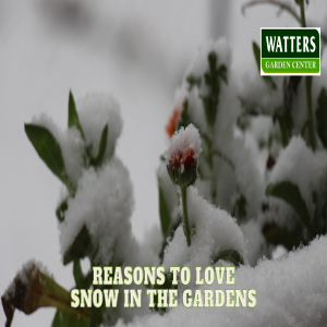 ❄️The Good, Bad and Ugly Reasons to Love Snow in the Gardens