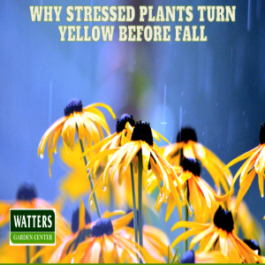 🌱Why Stressed Plants Turn Yellow Before Fall 🌱