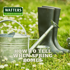 🍀How to Tell When Spring Arrives