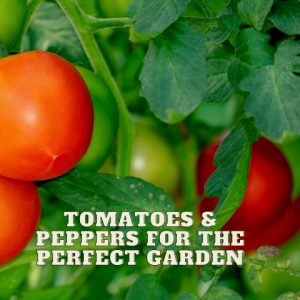 🍎Staring Tomato and Peppers for the Perfect Garden