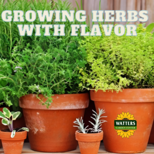 🌿Insider Tips to Growing Herbs with Flavor
