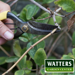 Top 10 Weekly Garden Advice – Why Pruning Vines is so Important