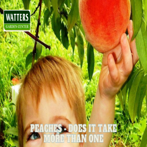 🍑Peaches - Does it Take More than One to Fruit