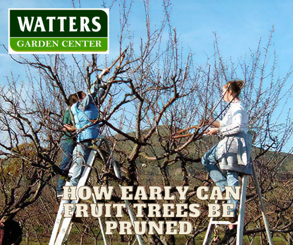 🌳How Early Can Fruit Trees Be Pruned