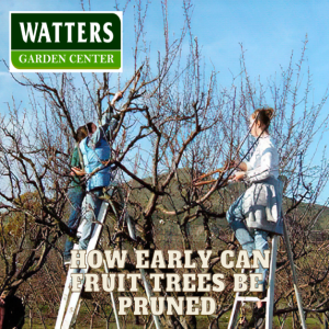 How Early Can Fruit Trees Be Pruned