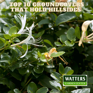 🌿 Top 10 Groundcovers that Hold Hillsides 🌿