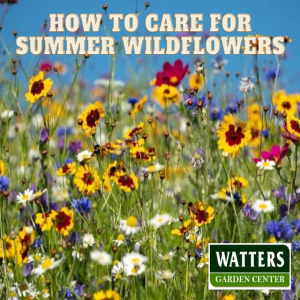 🌼How to Care for Summer Wildflowers 🌼