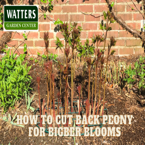 🌼Q and A - Peony Pruning Power Hour