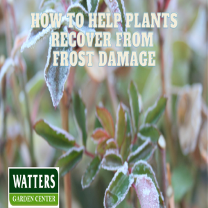 🪴How to Help Plants Recover from Frost Damage🪴
