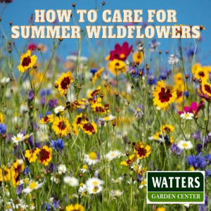 How to Care for Summer Wildflowers