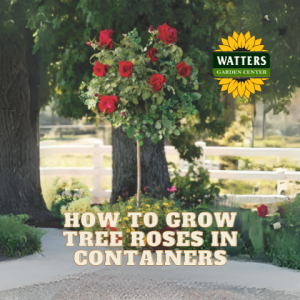 🌷 How to Grow Tree Roses in Containers