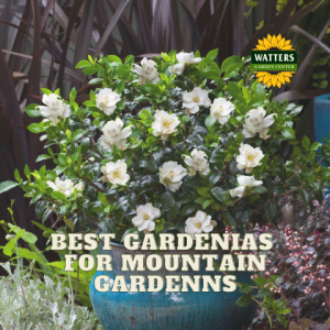 🌼Best Gardenias for Mountain Gardens