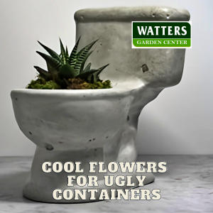 🌺Cool Flowers for Ugly Containers