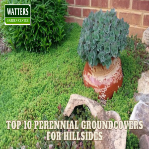 🪴Top 10 Perennials Groundcovers for Hillsides 🪴