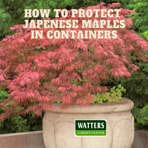 How to Winter Protect Japanese Maples in Containers