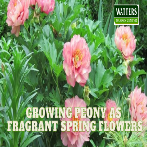 🪻Growing Better Peony as Fragrant Spring Flowers