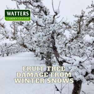 🍑Are New Fruit Tree Plantings in Danger from Winter Snows