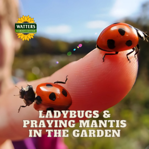 🐞How to Use Ladybugs and Praying Mantis in the Gardens
