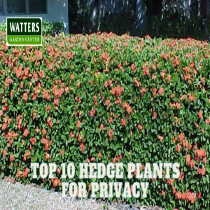 🌱Top 10 Hedge Plants for Privacy