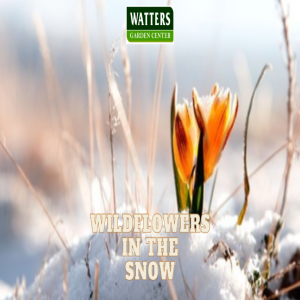 ❄️Nature's Trick: How Snow Helps Wildflower Seeds