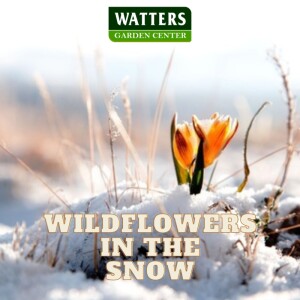 Can Wildflowers Be Seeded Over Snow