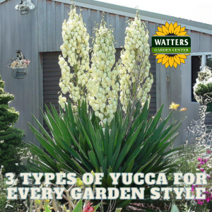 🌵 3 Types of Yucca for Every Garden Style