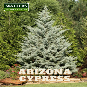 🌲Arizona Cypress Perfect Partners Companion Planting in January