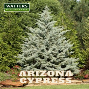 Companion Plants of January - Arizona Cypress