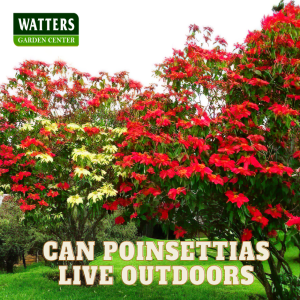 🌄Can Poinsettias Live Outdoors🌄