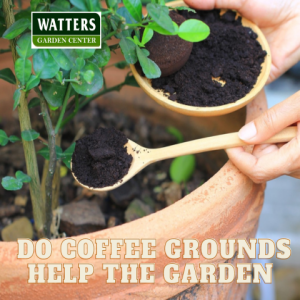 🪴Using Coffee Grounds for a Healthy Garden