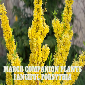 🪴March Companion Plants and the Fanciful Forsythia 🪴