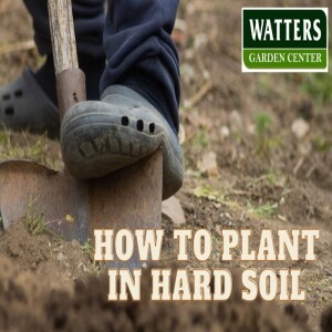 How to Dig the Proper Planting Hole in Hard Soil