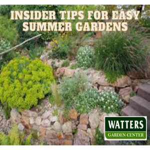 Insider Tips for Easy Summer Gardens