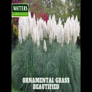 🌾A Guide to Beautiful Ornamental Grasses
