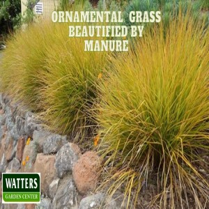 Ornamental Grass Beautified by Manure and How