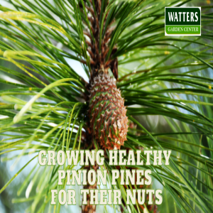 How to Grow Healthy Pinion Pines for Their Nuts