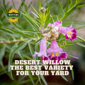 🌳Native Desert Willow and the Best Variety for Your Yard