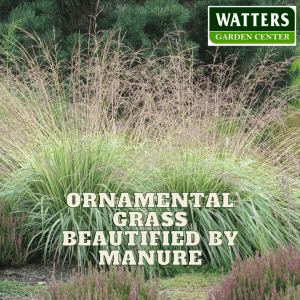 🌾Ornamental Grass Beautified by Manure